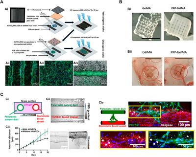 Bioengineering for vascularization: Trends and directions of photocrosslinkable gelatin methacrylate hydrogels
